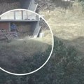 Dramatičan snimak iz grada u Srbiji: Čopor od 10 pasa pojurio devojčicu, scene su strašne