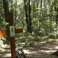 Misteriozno mesto na Fruškoj gori: "Sofijini krugovi" su za jedne izvor lekovite energije, a za druge obična šuma