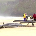 Jato od 55 kitova uginulo nakon što se nasukalo na plažu
