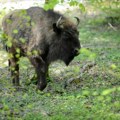 Bizon Đuka pokušao s bizonkama da pobegne iz odgajališta na Fruškoj gori