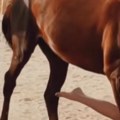 Krdo konja prešlo preko devojke Uznemirujući snimak se širi društvenim mrežama (video)
