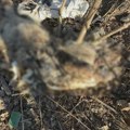 Dovoze uginule životinje: Na Ljubić brdu u Čačku niču divlje deponije, nesnosan smrad širi se naseljem