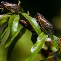 Fenomen koji nije viđen dva veka: Milijarde najglasnijih insekata na svetu stižu u SAD, a sličan se sprema i u Srbiji