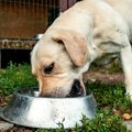 Zašto su neki labradori uvek gladni? Iznenađujuće objašnjenje, mogu da budu gojazni i kad pazite šta jedu