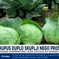 Kupus skuplji nego prošle godine ali od sarme ipak ne odustajemo