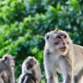 Kinezi napravili kompjuter koji može da "razmišlja" kao majmun