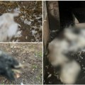 „Sve su podavili i ostavili“ horor kod Čačka: Psi lutalice poklali živinu! Domaćin očajan, zatekao stravičan prizor u…