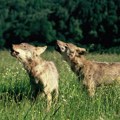 Ko mu radi o glavi? Neizvesna sudbina vuka u Hrvatskoj