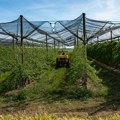 Vlasti ispituju farmera koji je navodno komercijalizovao zaštićene sorte bez dozvole vlasnika