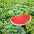 Obećavajući start sezone lubenica: Proizvođači iz Kovilja zadovoljni rodom, a evo koja je cena