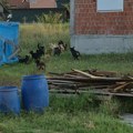 Ne znamo šta ćemo sa napuštenim psima, a nadležno preduzeće ne reaguje