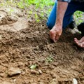 Kragujevac i Institut za krmno bilje sprovode pilot projekat za stočarstvo