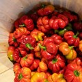 Rodile somborke i patlidžanke: Prvi krug berbe počeo, sezonci neće da rade, a evo koliko se može zaraditi