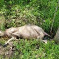 Vukovi upali na imanje i zaklali 11 ovaca a pet ranili