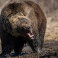 Medved joj napao psa, Ona ga udarala u njušku: Neverovatan slučaj hrabrosti - divlja zver uzvratila napad (video)