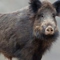 Bujanovčani ne mogu u njive zbog divlje svinje, čekaju se lovci