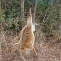 Čitaoci javljaju: Lisicu živu obesili za jednu nogu