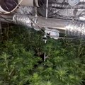 U Kragujevcu otkrivena marihuana u improvizovanoj laboratoriji: Dvoje uhapšeno zbog neovlašćene proizvodnje droge