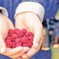 Berače malina ne može da zameni veštačka inteligencija
