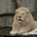 Lav napao ženu u zoo vrtu u Australiji i teško je povredio
