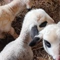 Чудо у Србији: Овца Бела код Блаца ојагњила двоје младих, а онда се 7 дана касније десило нешто невероватно