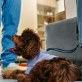 Шпанија има више од 15 милиона кућних љубимаца: Скоро двоструко више него деце