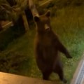(VIDEO) Medved pokušao da uđe među ruske bijatlonce!