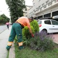 Uređenje alpinetuma i cvetne rasade na više lokacija u gradu