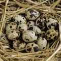 Uzgoj prepelica sve popularnije, potražnja za jajima sve veća