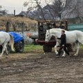 Grad Kragujevac pomogao nabavku novih konja za ergelu Pastuv