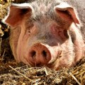 Veterinarski intitut potvrdio Zarazna bolest potvrđena u Srbiji: Hitno iskoreniti bolest na zaraženom području