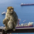 Dok je majmuna, Gibraltar će biti britanski
