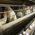 Ponovo se pojavio ptičiji grip u Holandiji: 71.000 pilića biće eutanazirano