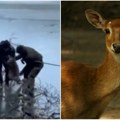 (Video) Lomili ašovima led uplašena srna bežala od vukova pa upala u jezero, a onda su uleteli oni: Pogledajte spektakularnu…