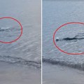 Velika ajkula snimljena u plićaku grčkog letovališta: Ljudi u neverici - "Bila je duža od 1,5 metara" (video)