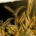 Novosibirski naučnici razvijaju ekološku alternativu pesticidima