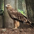Orao krstaš Feliks konačno kod kuće: Nakon pakla krijumčara na Bliskom istoku, ptica sinoć stigla u Zoo vrt Palić