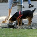 Udruženje "Animal rescue" apeluje da se pomaže životinjama na visokim temperaturama