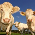 Uzgojene krave koje ispuštaju manje metana, neki skeptični: Šta je s probavom?
