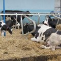 Trend koji će se nastaviti Broj goveda u EU opada petu godinu zaredom