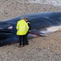 Misterija u Britaniji: Kit dugačak 16 metara se nasukao na obalu, svi postavljaju isto pitanje