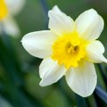 Šta simbolizuju narcisi? Mnogima je ovaj vesnik proleća omiljeni cvet, unose ga u kuću, a o njemu ne znaju ovaj važan…