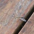Najavljen još jedan termin suzbijanja larvi komaraca