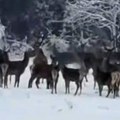 Zlatiborska divljina u belom ruhu: Prolaznik naišao na družinu srna, ovakav prizor se viđa samo u filmovima