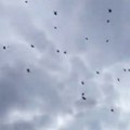 Ljudi uživali na plaži, a onda je nastala panika: Nebo su prekrile bube, scena kao iz apokalipse!