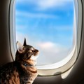 Mačka napravila haos u avionu Odšetala je od vlasnika, putnici se našli u čudu - drama je trajala satima, evo kako se sve…