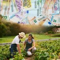 Ово поврће доноси зараду од 20.000 евра по хектару: Једном се посади, а профит "берете" 20 година