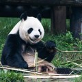 Rođena prva džinovska panda van Kine: Posetiocima ograničen pristup, dobio neodoljivo ime