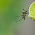 Nema veze s krvnom grupom: Naučnici otkrili zašto neke ljude komarci više ujedaju