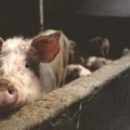 AKS presek: do sada u 918 gazdinstava ubijeno 11.840 svinja